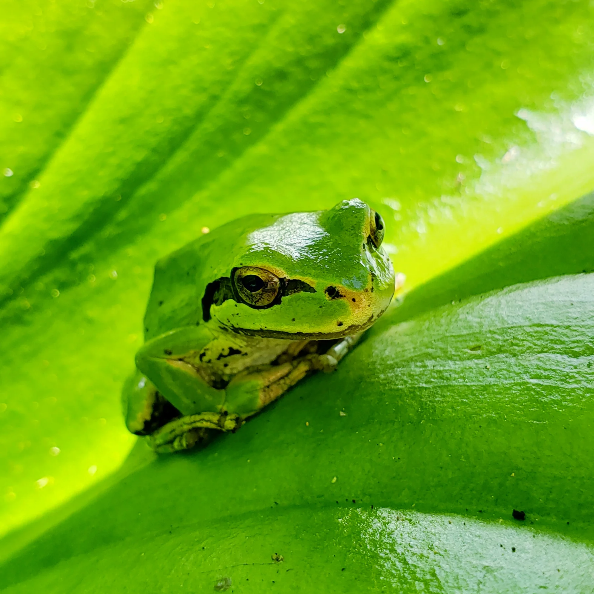 Whatcom County Amphibian Monitoring Project