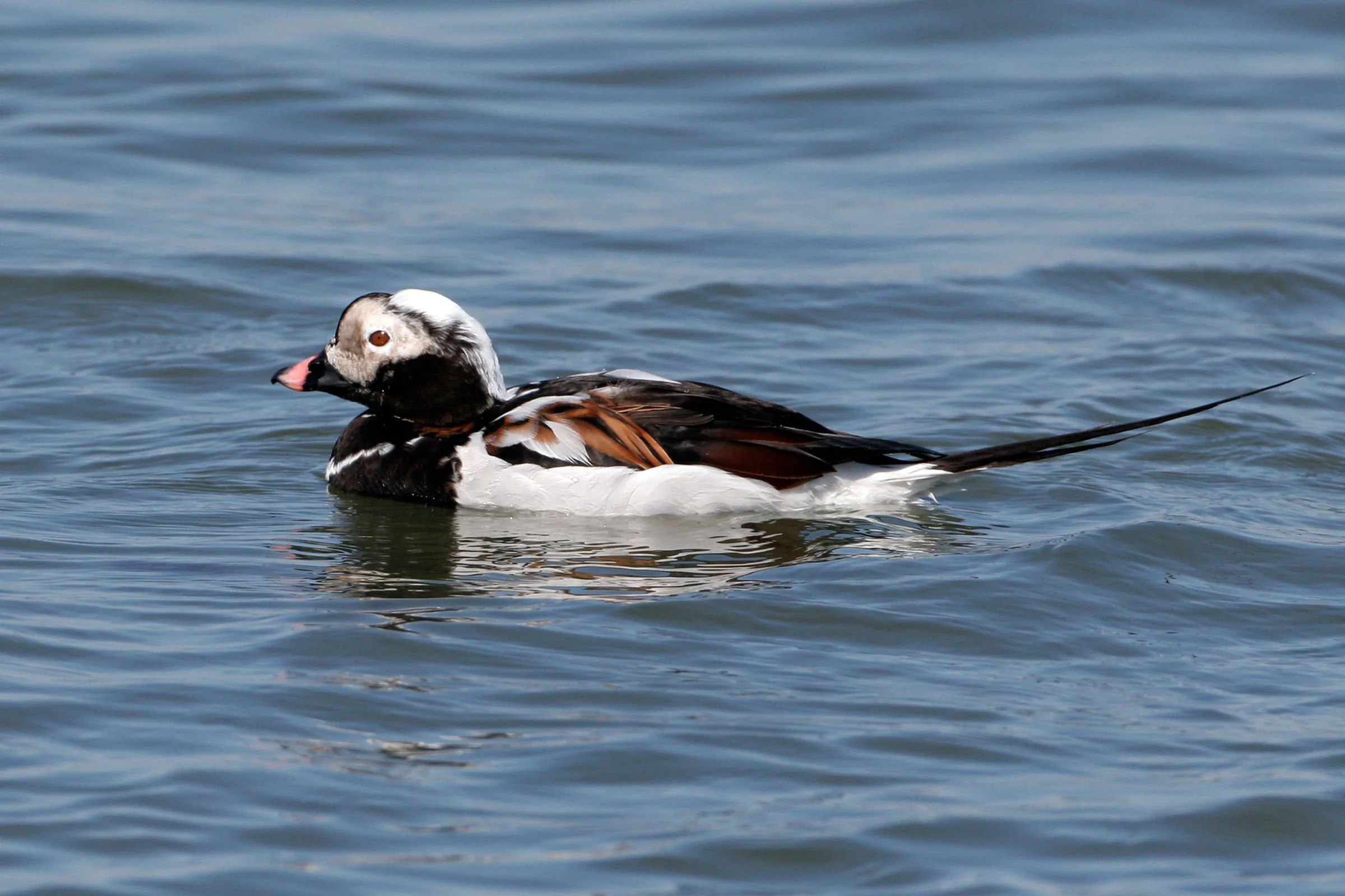 Semiahmoo/Blaine