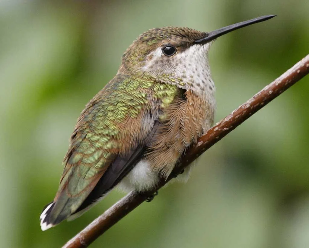 EVENT CANCELLED: All About the Hummingbird!