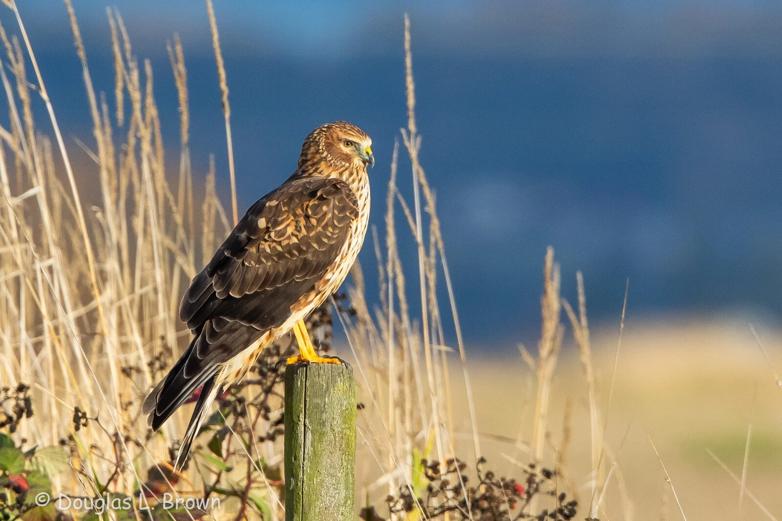 Skagit Lowlands Birding Field Trip