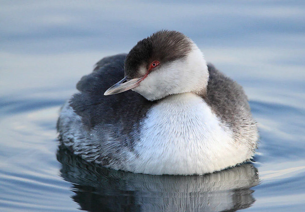 Seabirds of the Salish Sea
