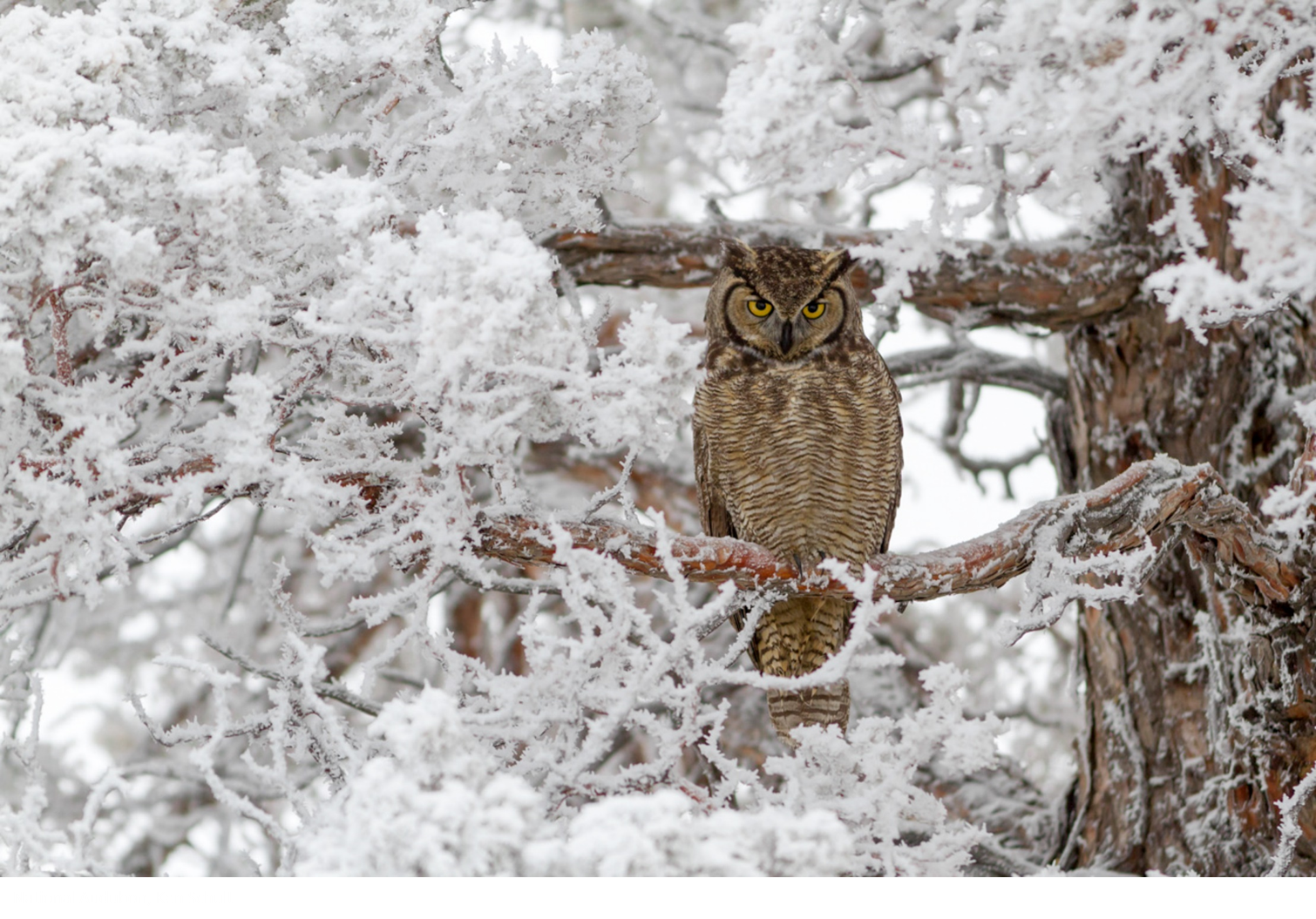 Bird Smarts: How do birds survive our Whatcom winters?