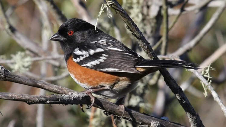Introduction to Birding: How to identify Common Backyard Birds 