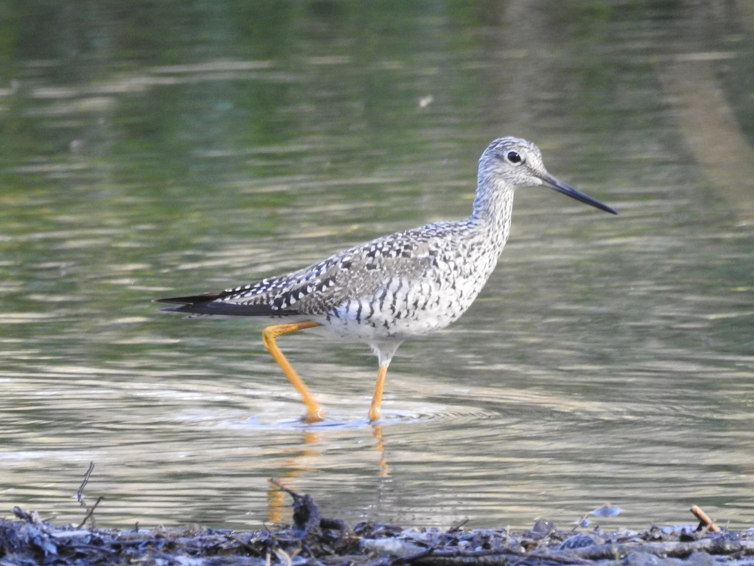 Southfork Birding Meander at Catalyst Preserve