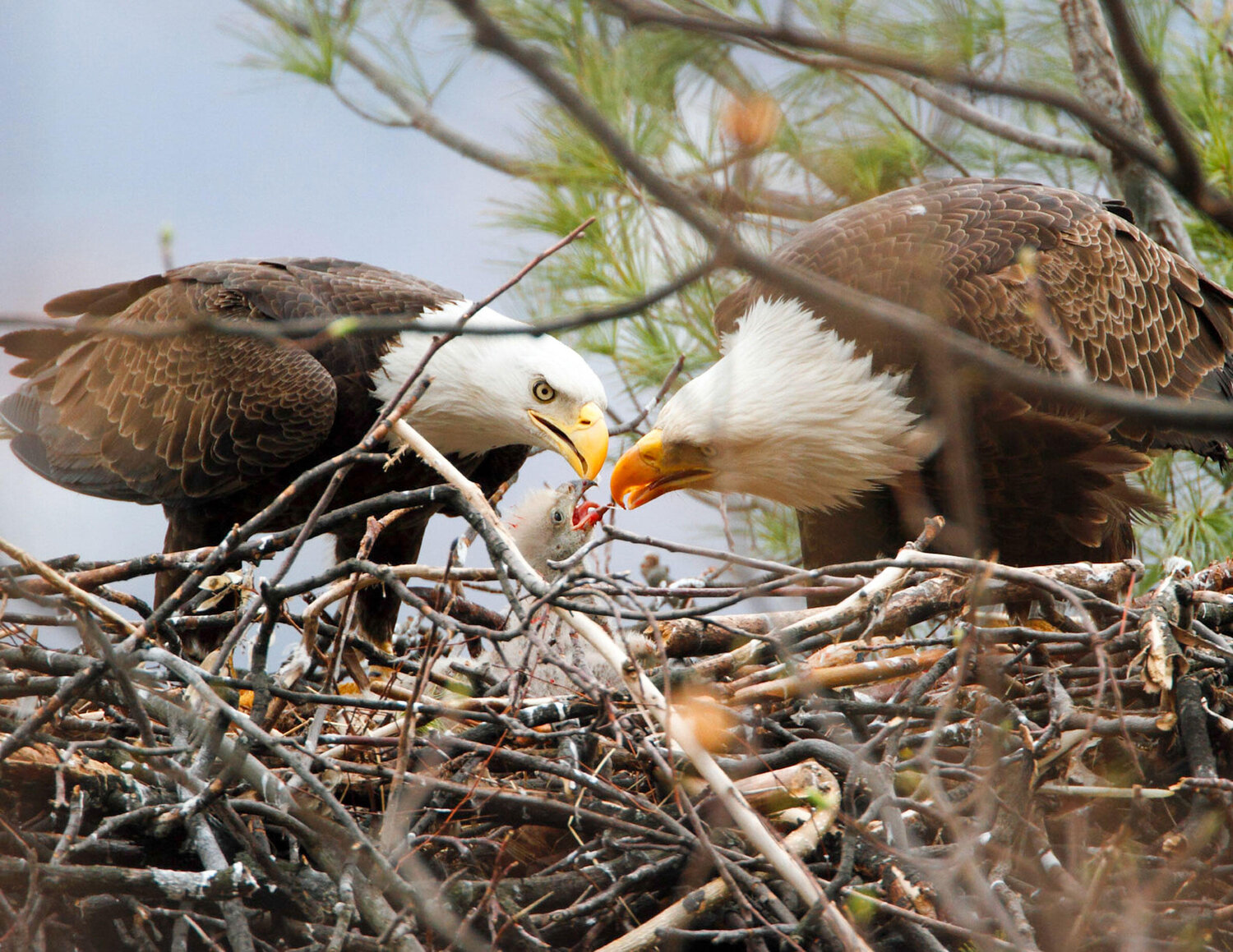 Where Do Baby Eagles Come From? — North Cascades Audubon Society