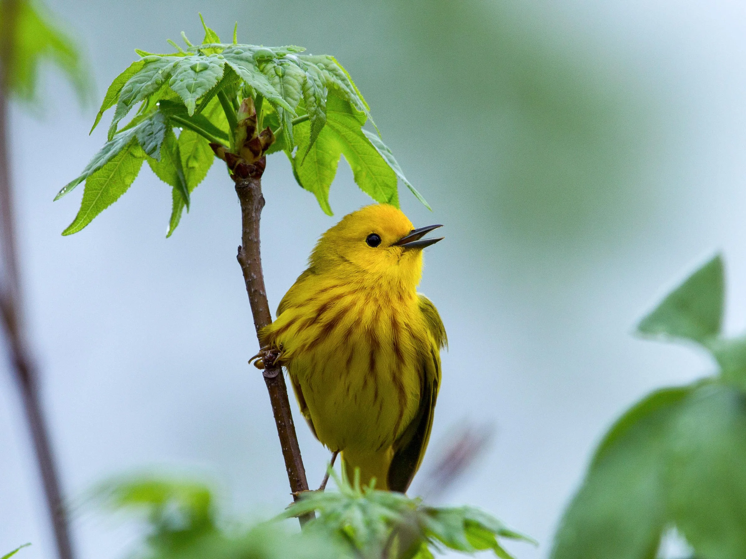 Neotropical Migrants Identification Online Class