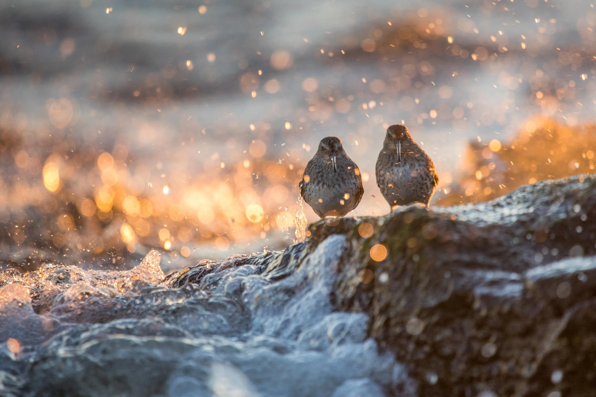 NCAS Membership Meeting (Zoom Presentation only) -Shoreline Armor and Sea Level Rise: Putting the Squeeze on Habitat
