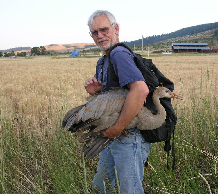 NCAS Membership Meeting: Sandhill Cranes of the Pacific Flyway  (Zoom Presentation only)