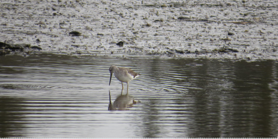  Marine Park and Padden Creek Lagoon Bird Walk