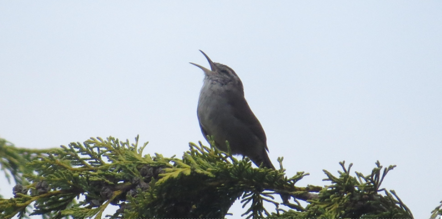 Bellingham Urban Birding - Big Rock Garden