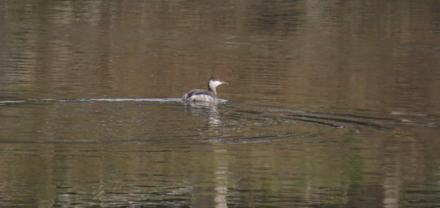 Semiahmoo Spit and Blaine’s Marine Park