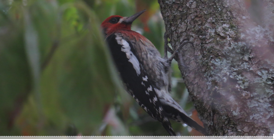 Stimpson Family Nature Preserve – Geneva Ponp
