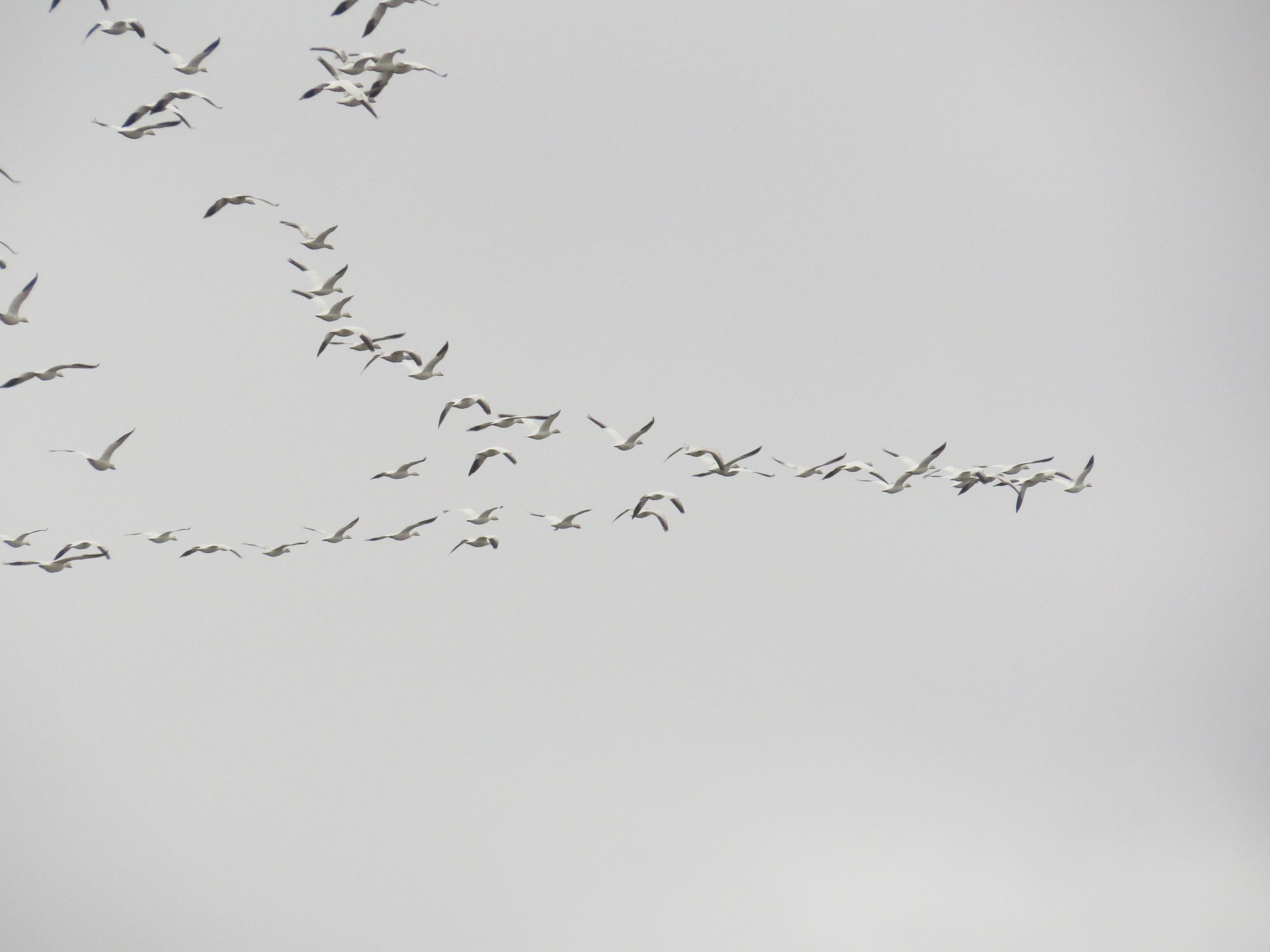  Samish Flats Hawks, Owls and More