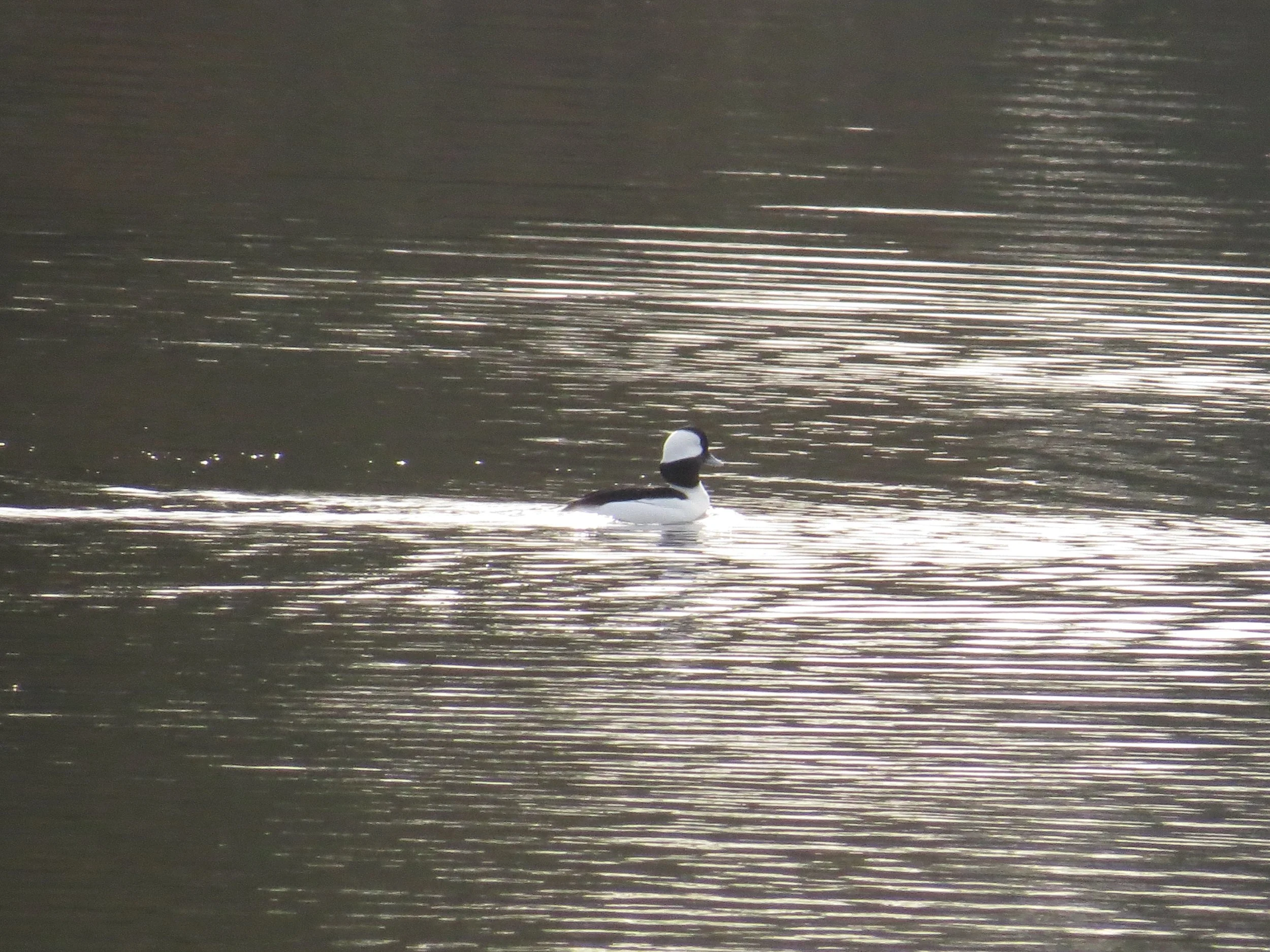  Bellingham Urban Birding - Sunset Pond
