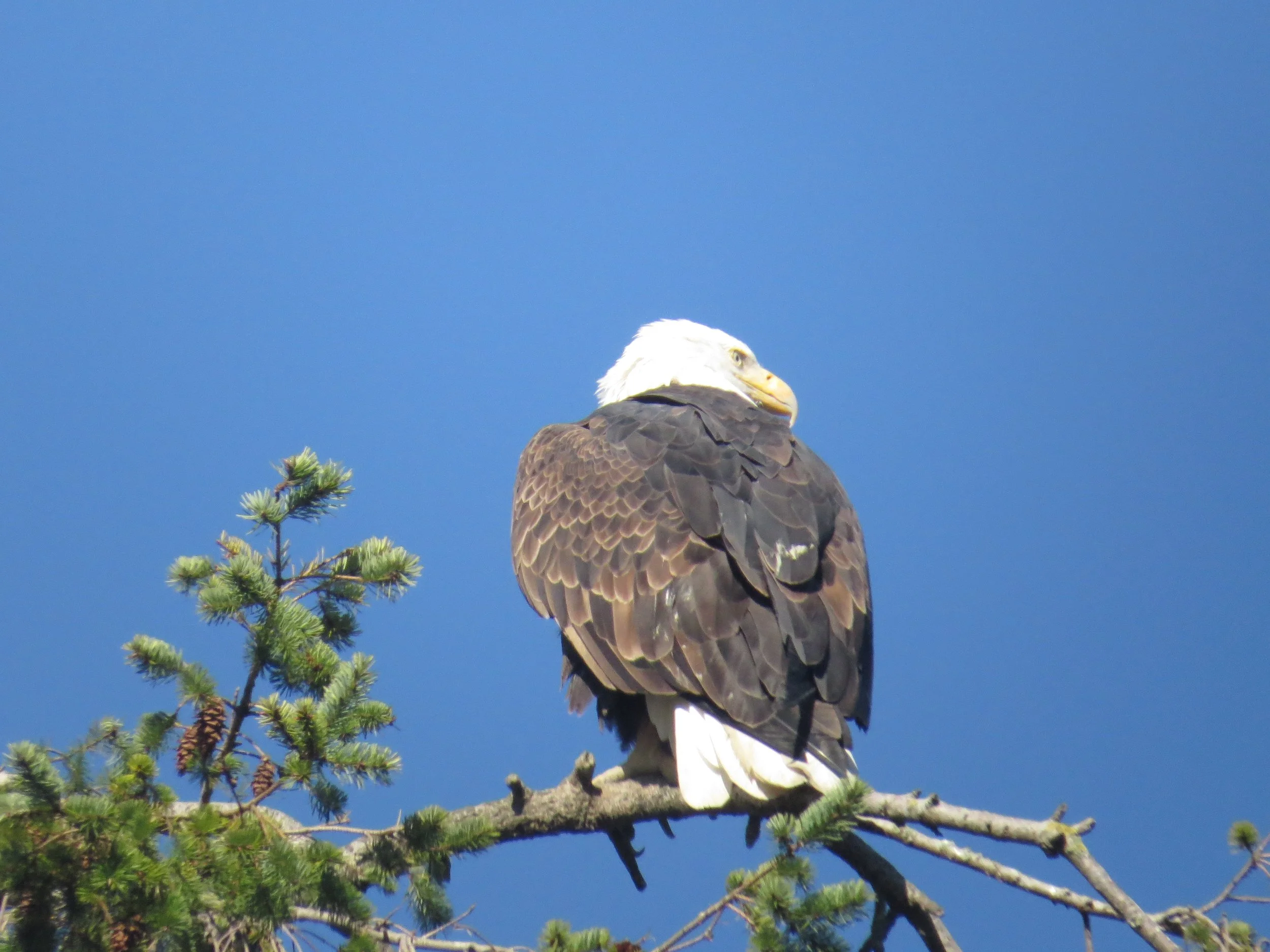 Birch Bay State Park - Birding by Behavior