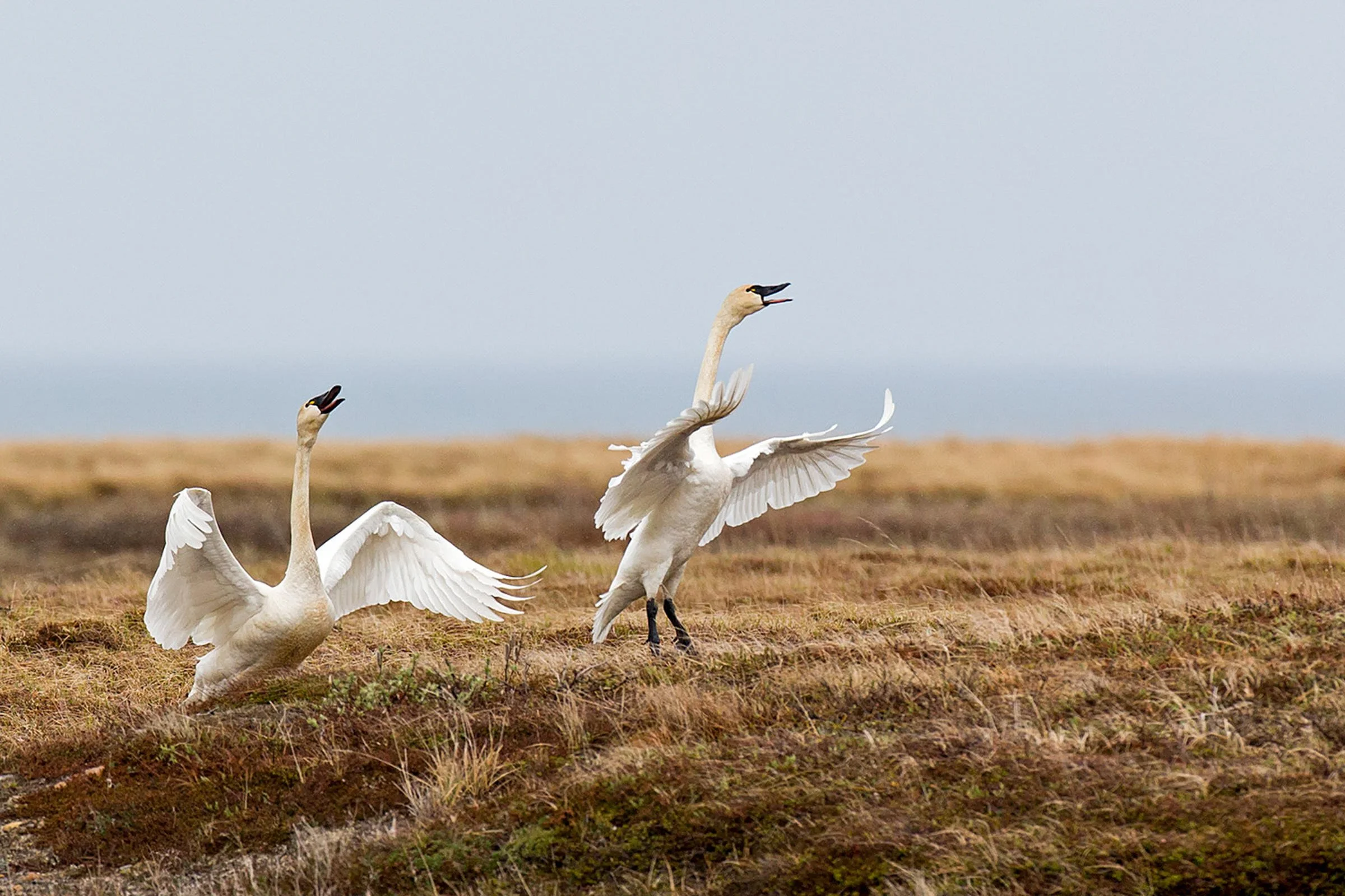 Washington’s White Birds of Winter – Swans and Snow Geese