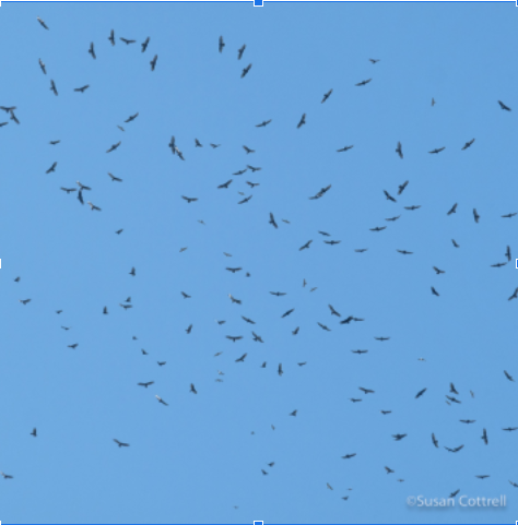 Veracruz River of Raptors