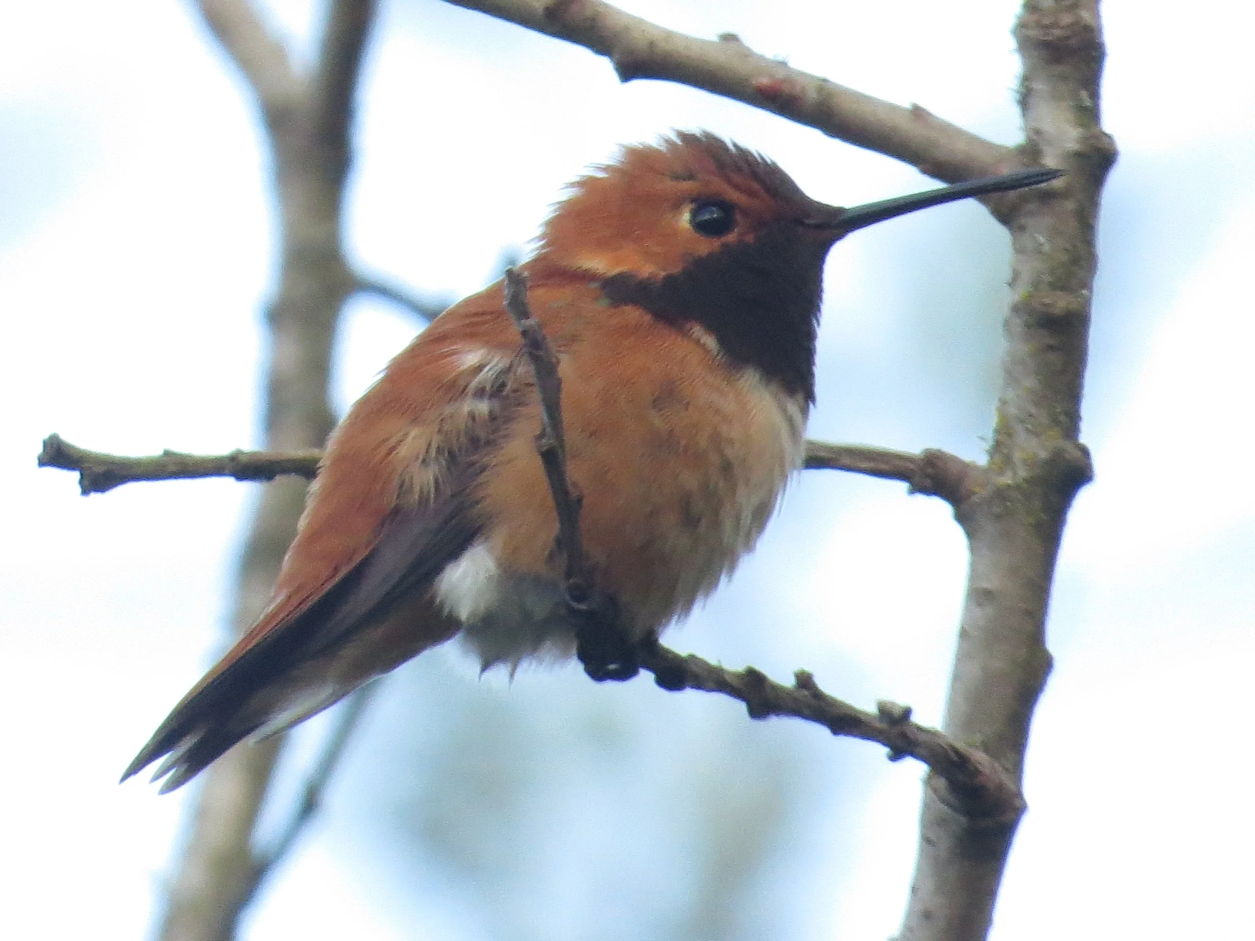   Point Whitehorn: Beginning Birding by Ear