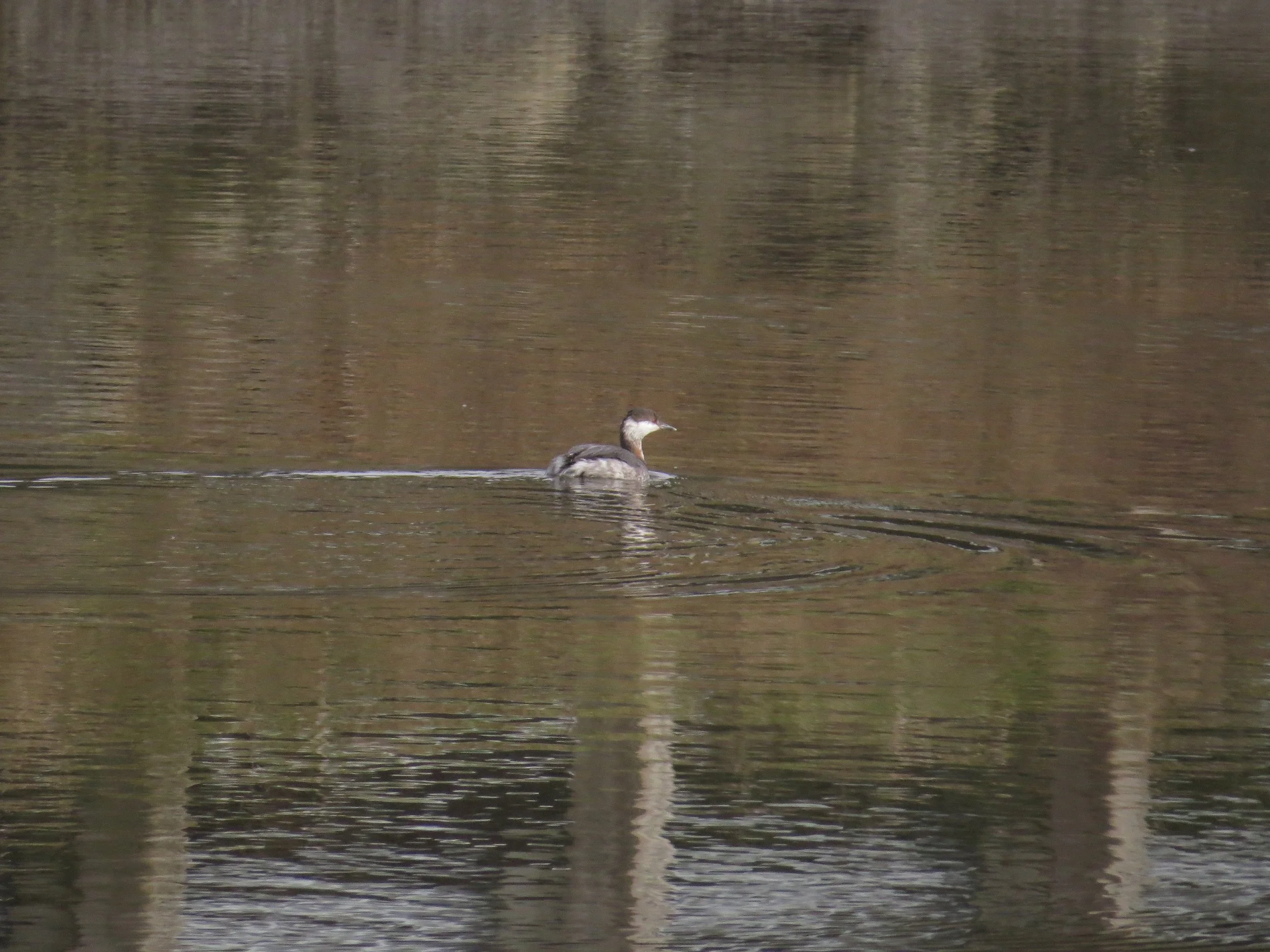 Point Whitehorn: Beginning Birding