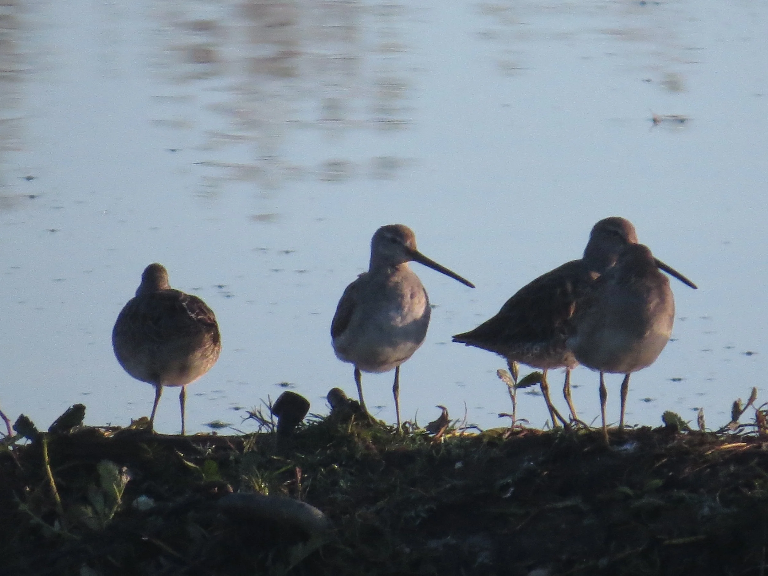 Semiahmoo's Shorebird Spectacle