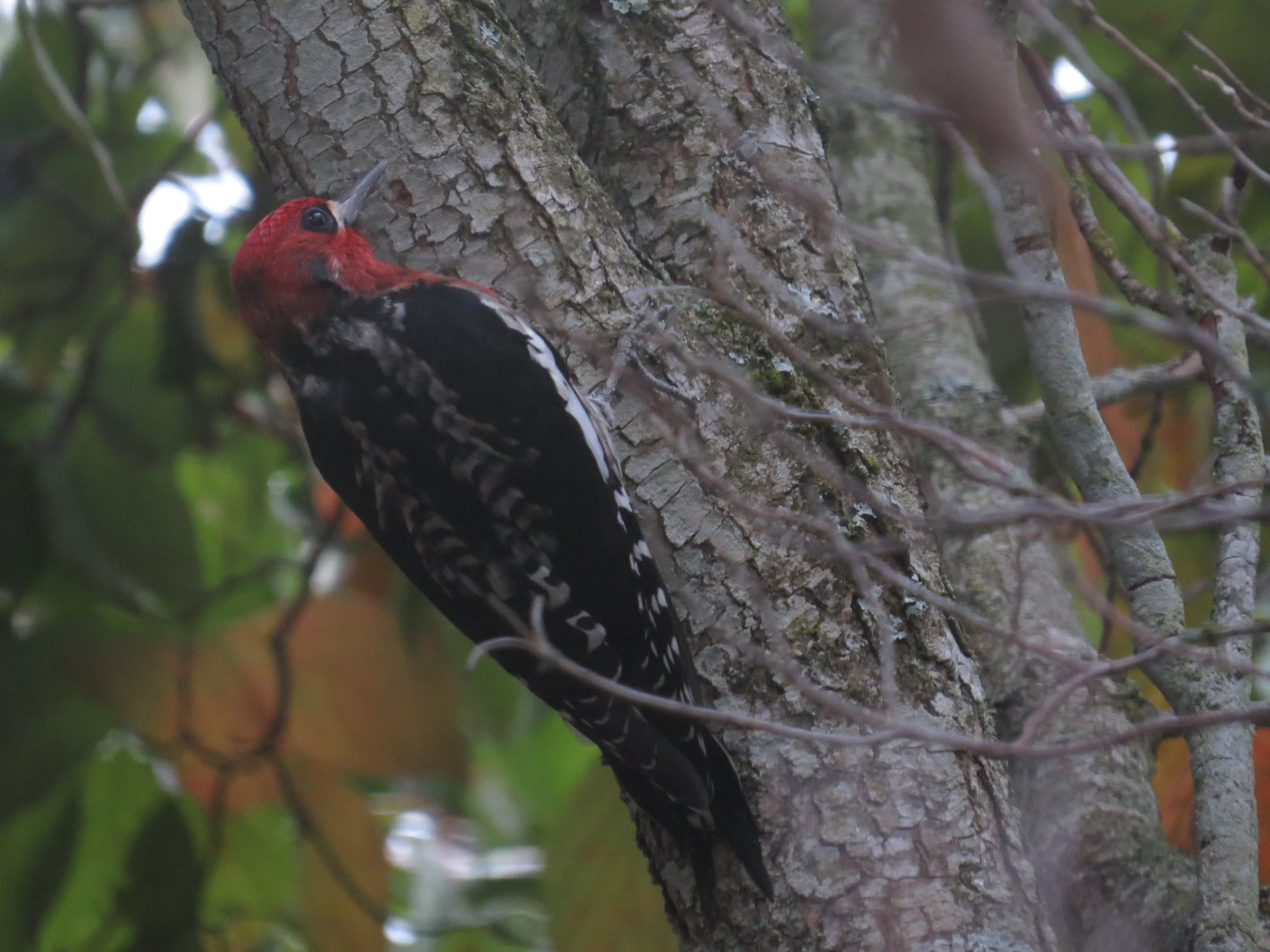   Bellingham Urban Birding - Hundred Acre Wood