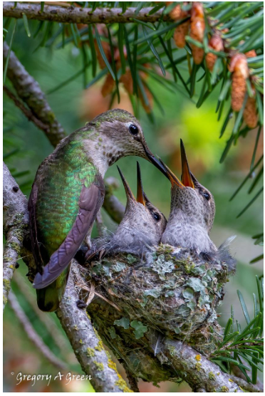 September Program- Our Wintering Hummingbird