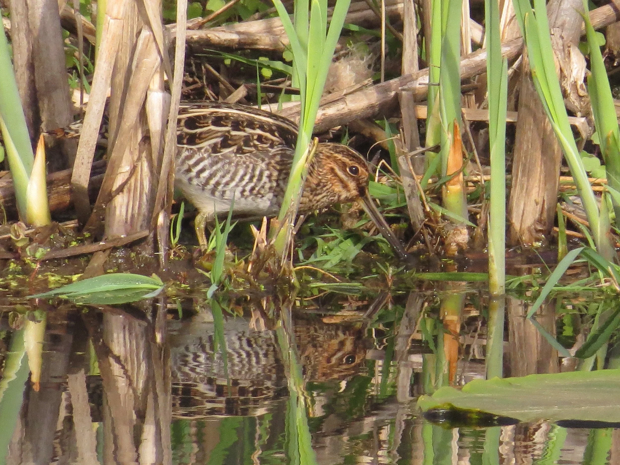  Tennant Lake and Hovander Park Birding