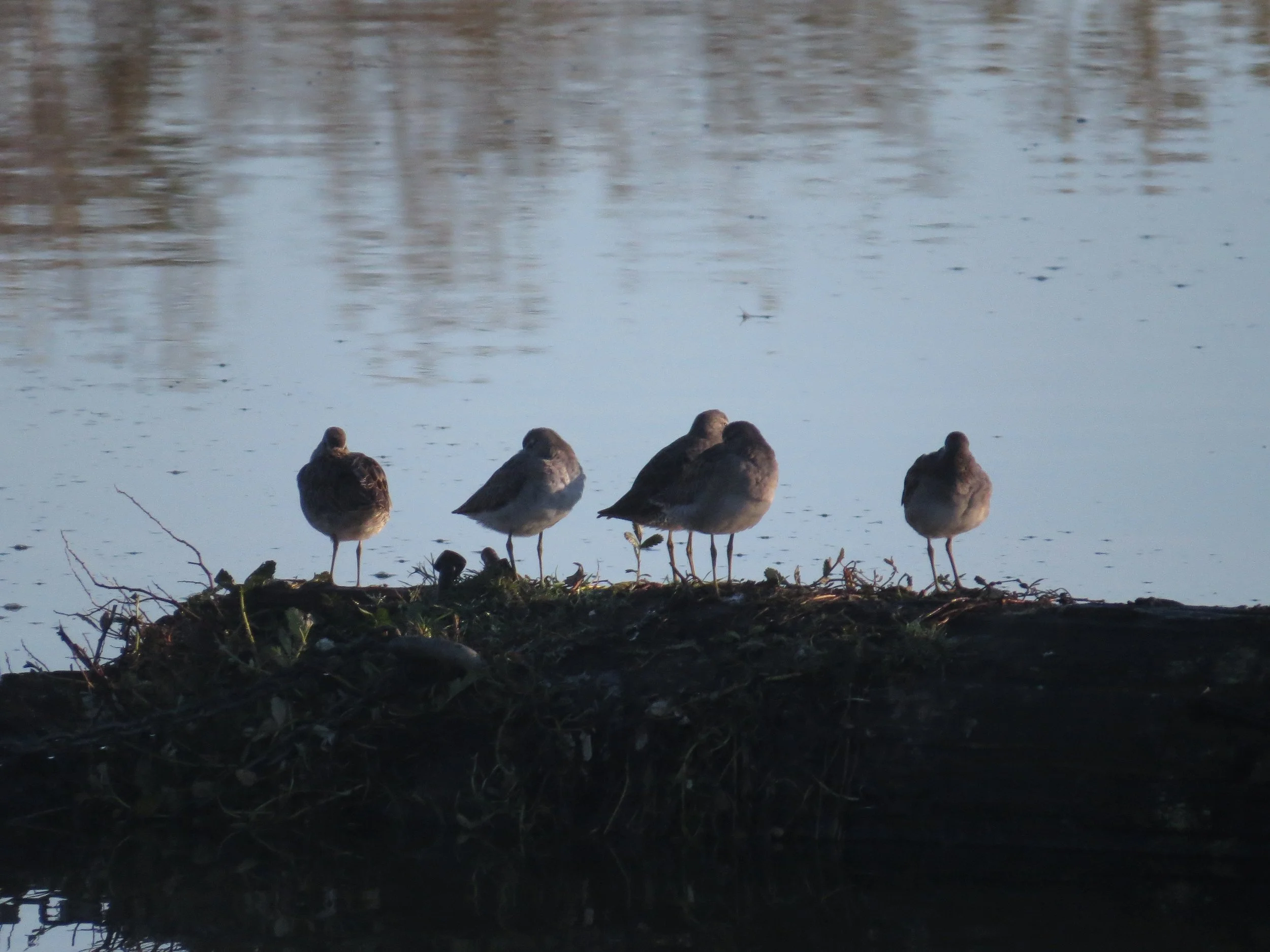 Semiahmoo Spit and Blaine’s Marine Park
