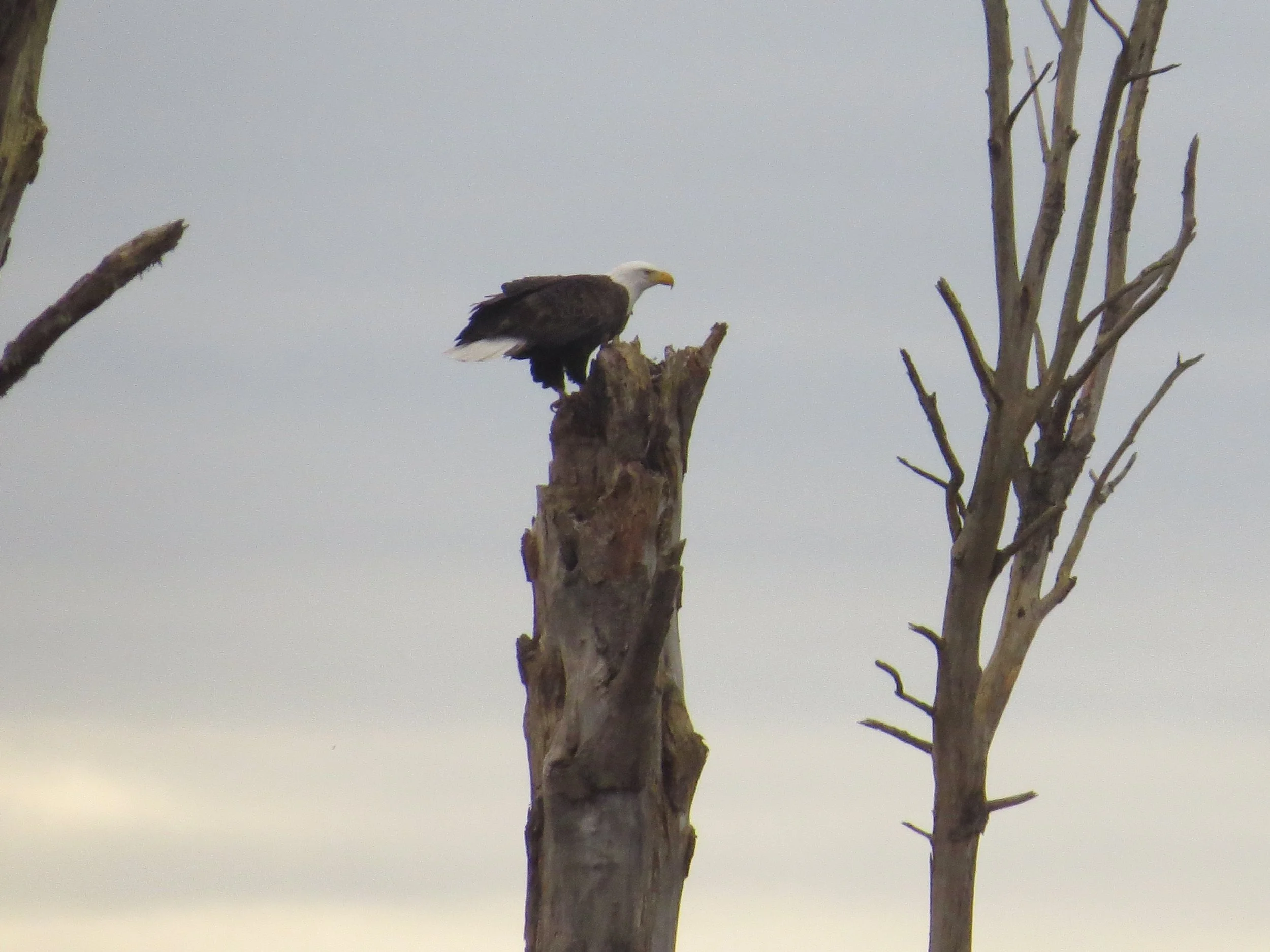   Eagle Watching Field Trip