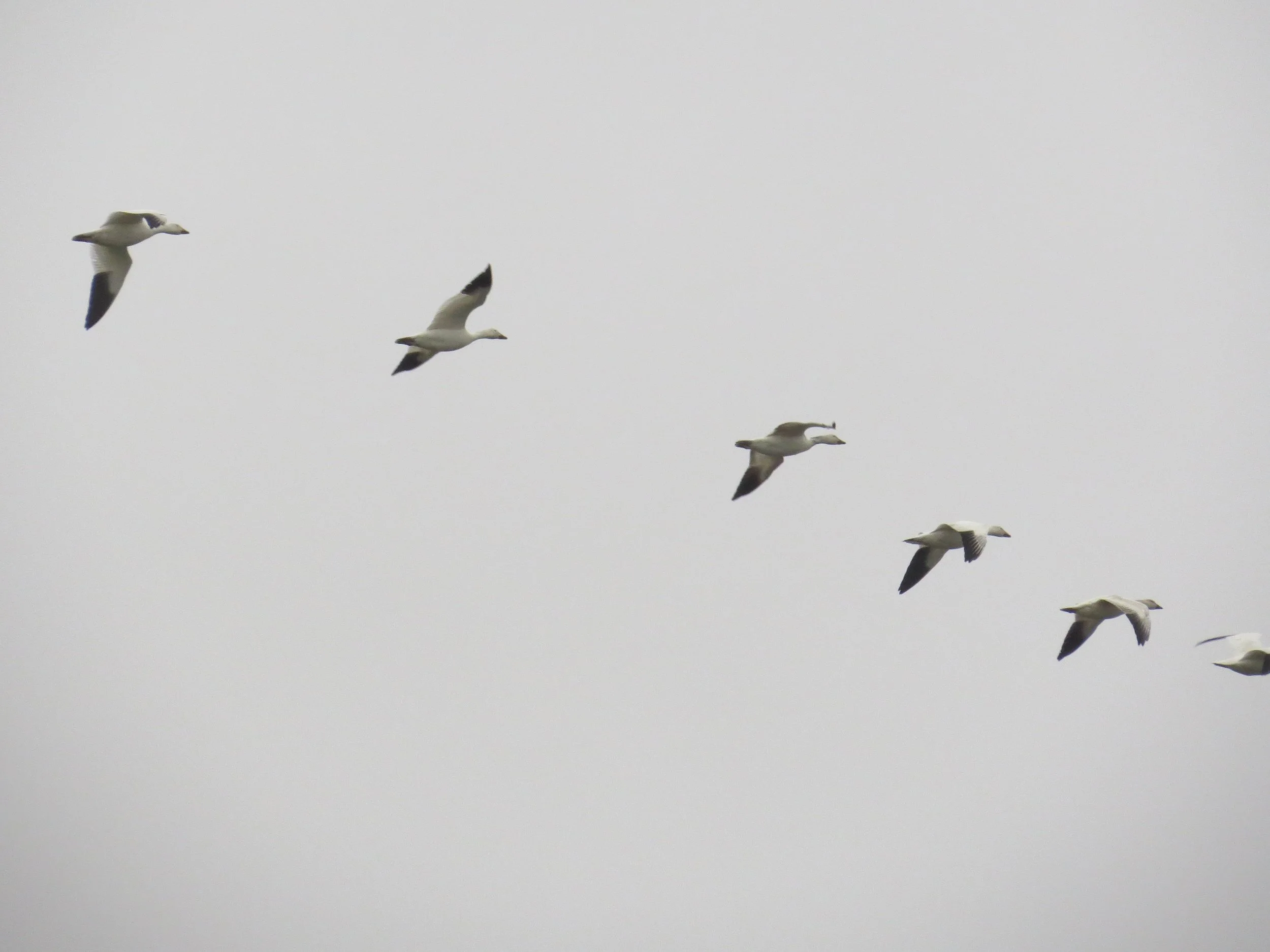 Birding at Samish Flats