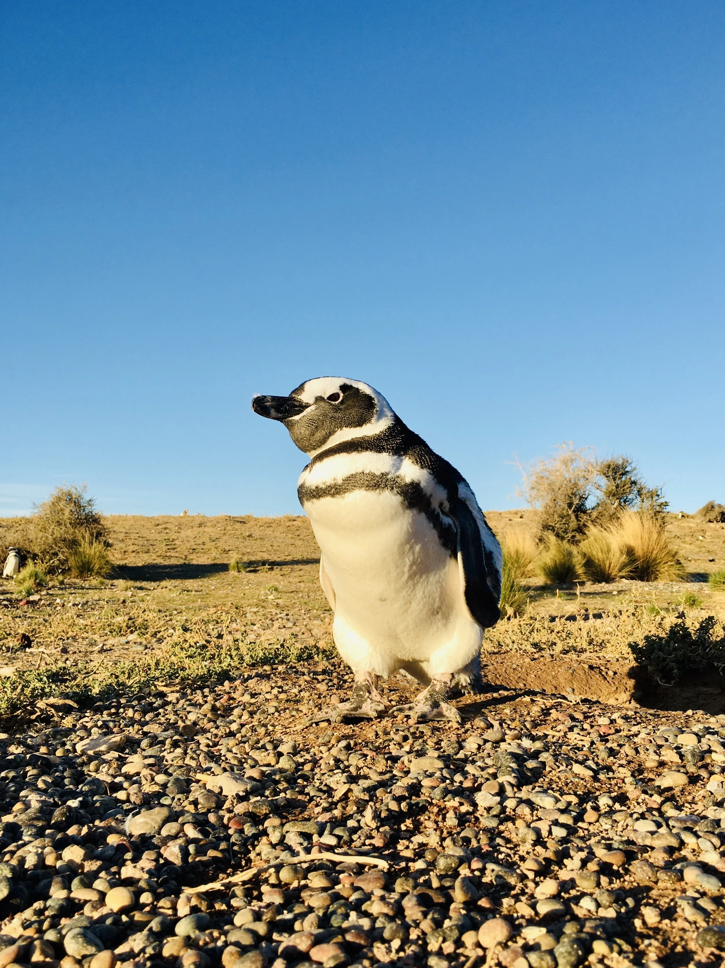 Penguins in the Desert: The Lives and Times of the Magellanic Penguins of Punta Tombo – Eric Wagner