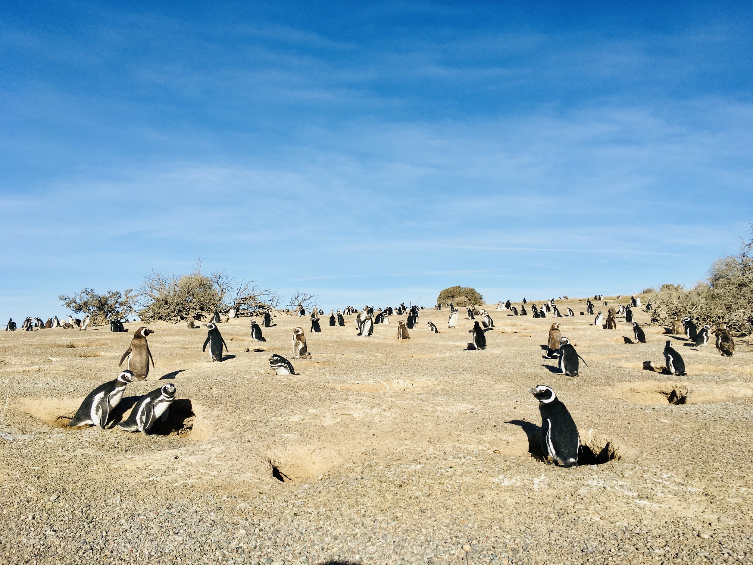 Magellanic Penquins 3.jpeg