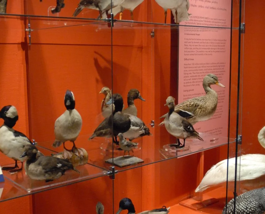 Edson Hall of Birds.jpg