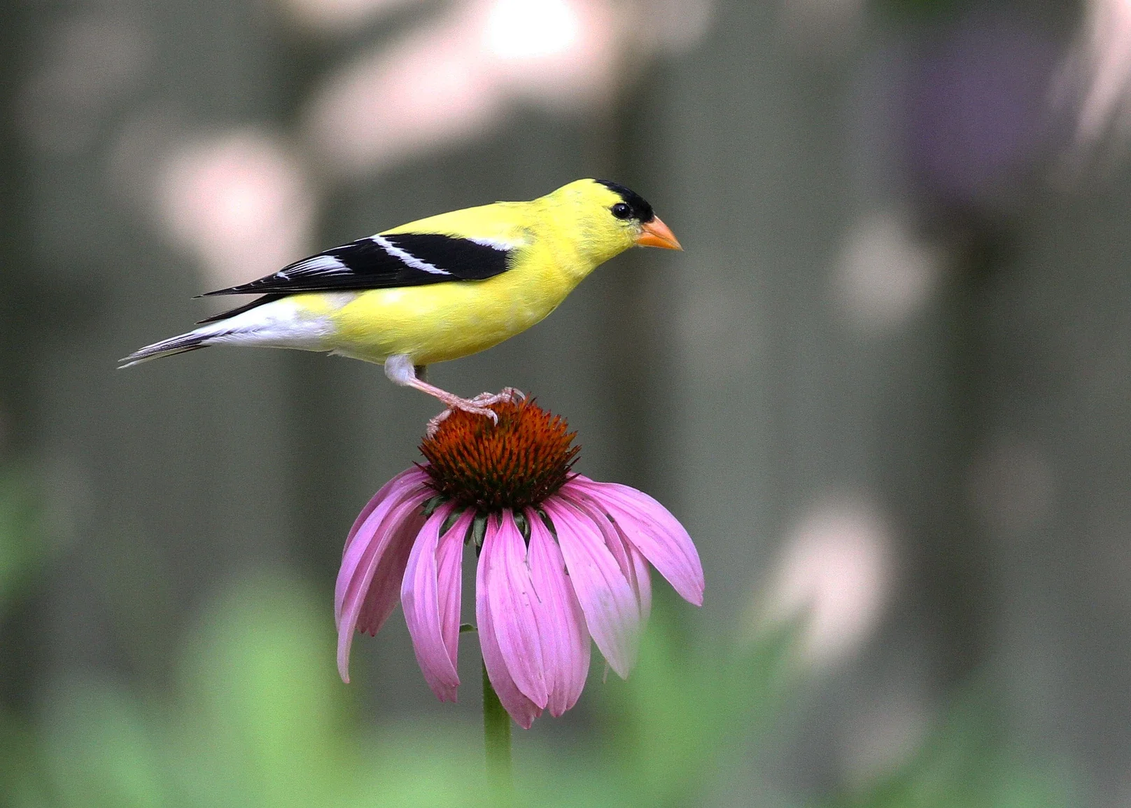 _echinacea-purpurea-and-american-goldfinch.webp