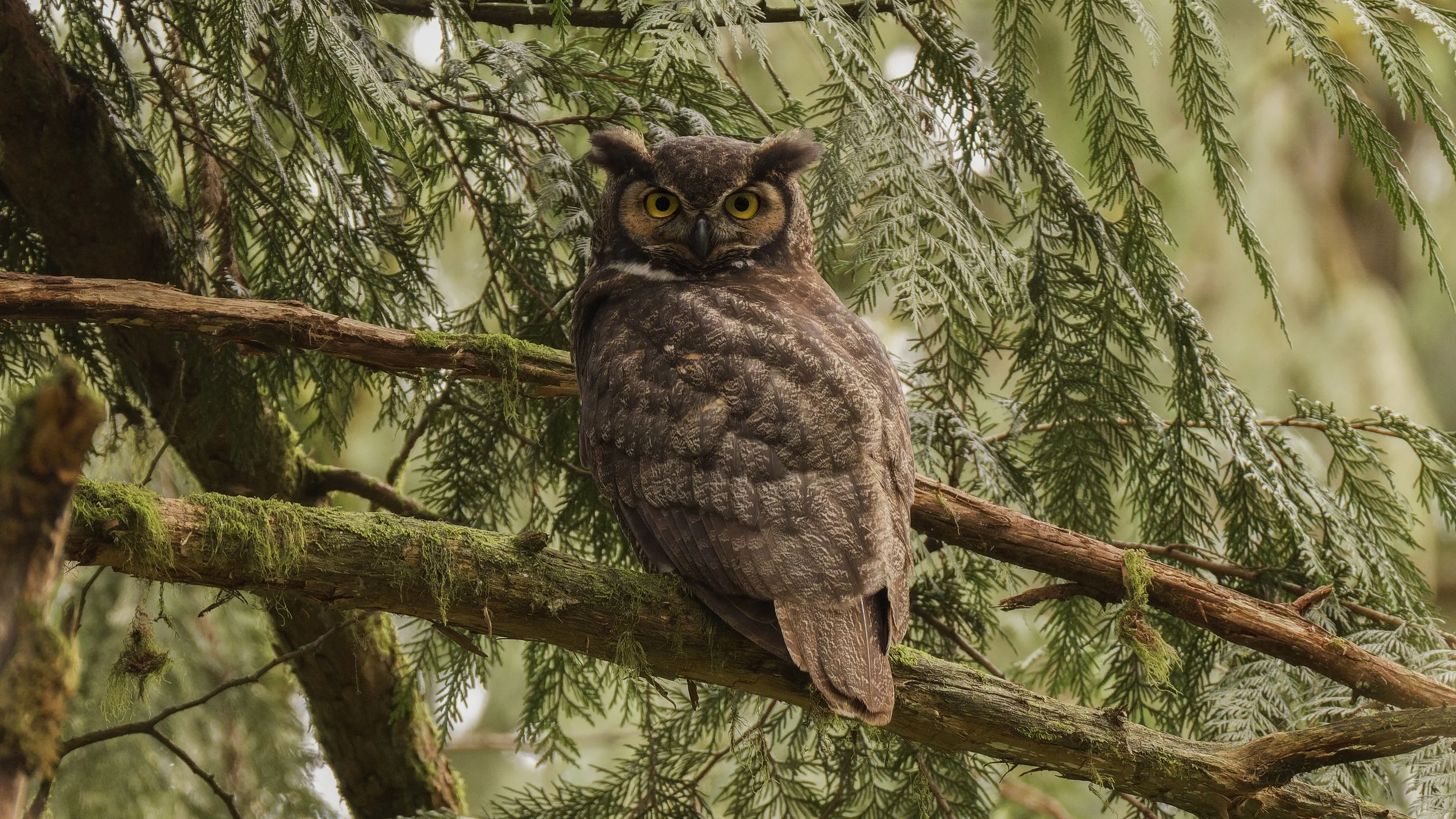 Great Horned Owl by Eric Ellingson.jpg