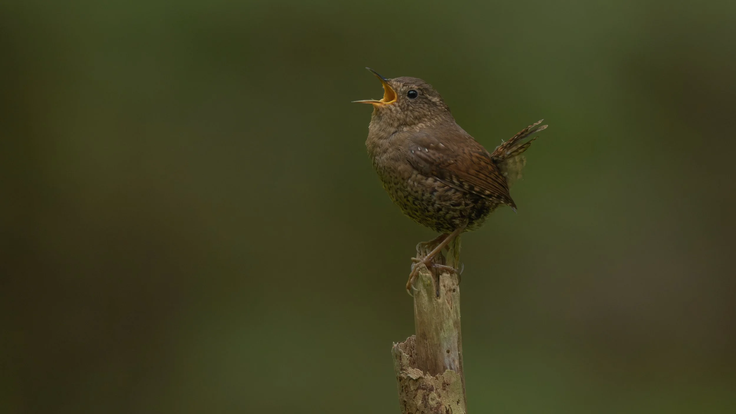 Pacific Wren by Eric Ellingson.jpg