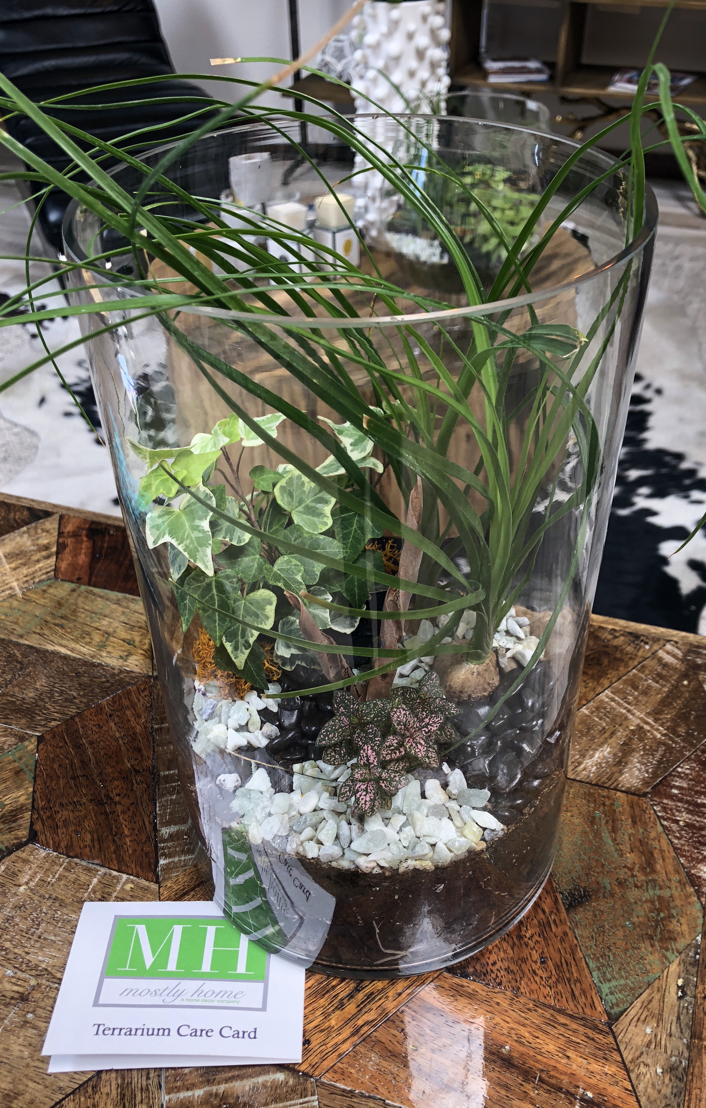 Medium Cylinder Terrarium 