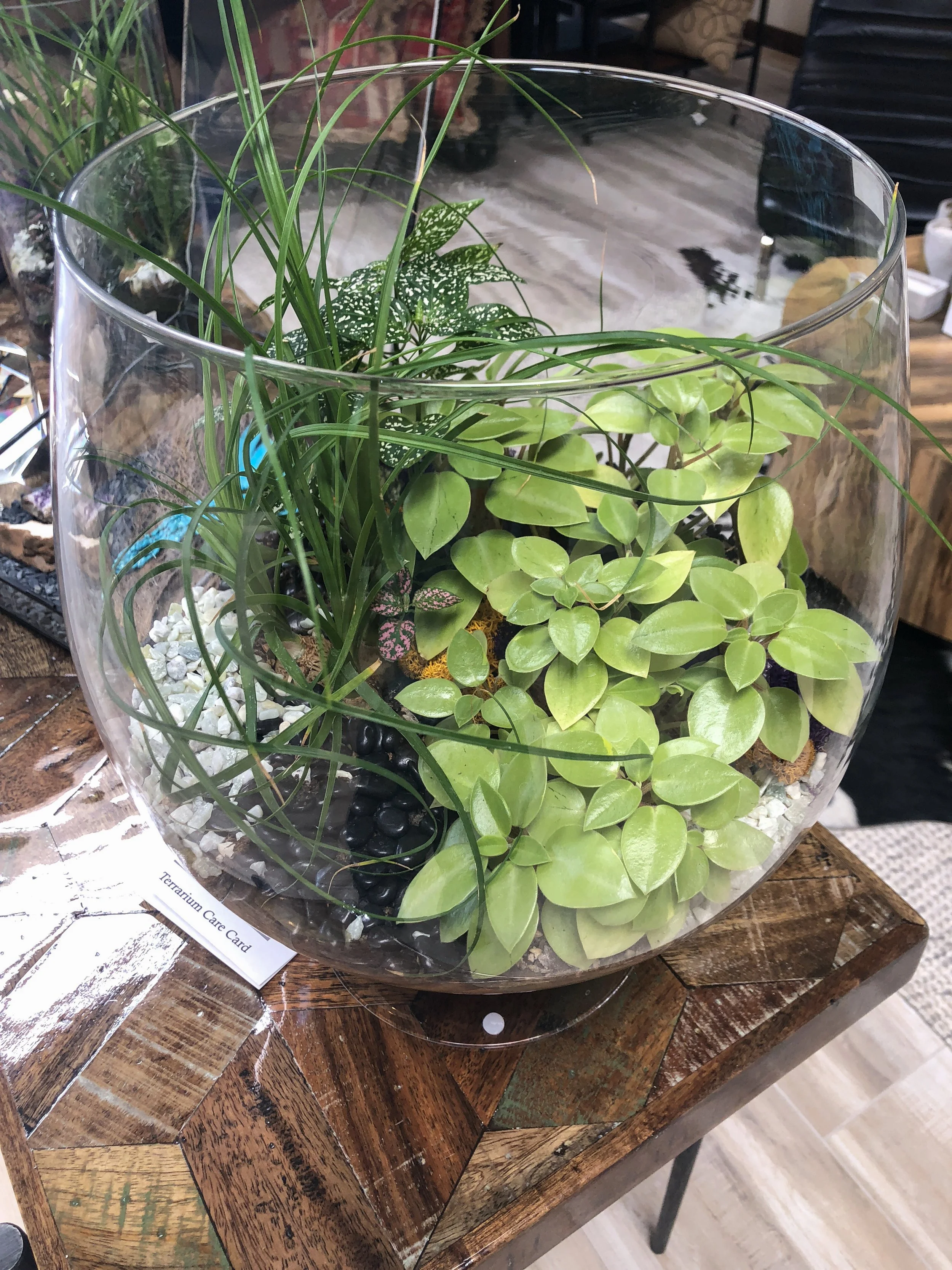 Large Goblet Terrarium 