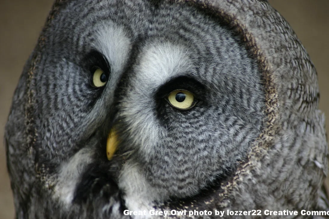 Owl Prowl!