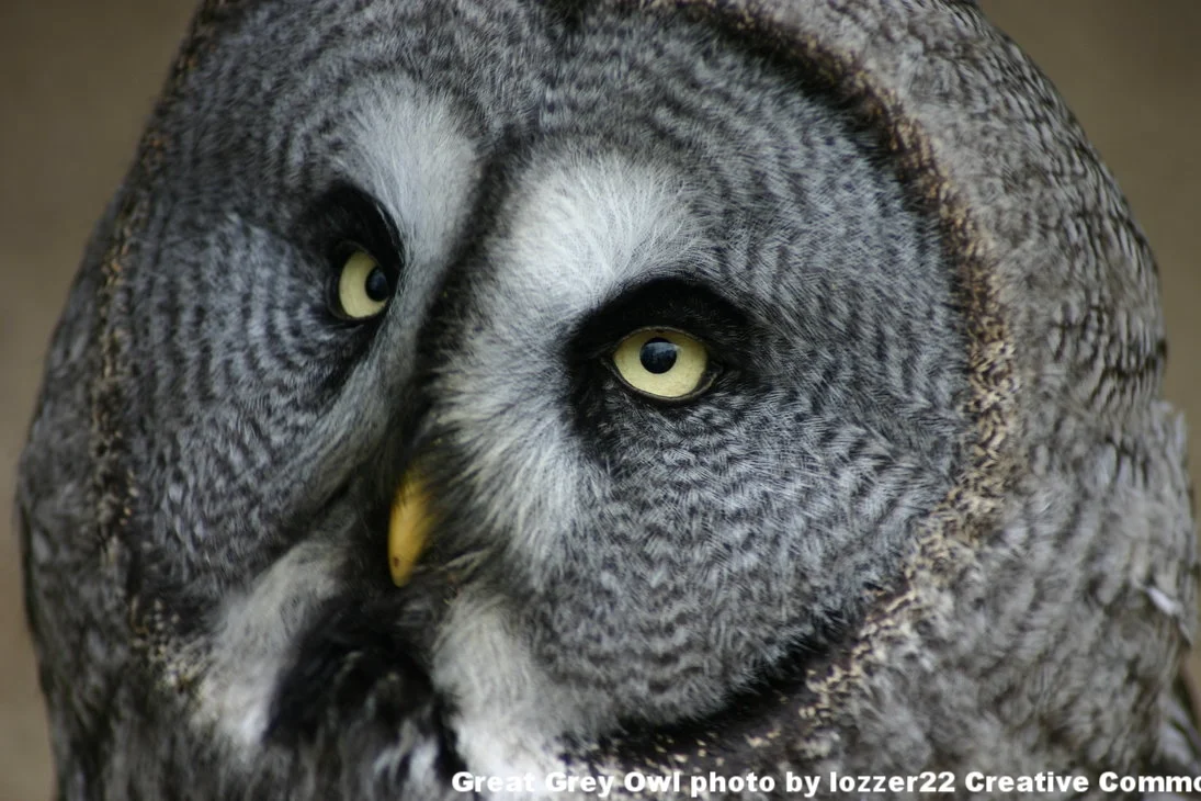 Owl Prowl