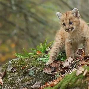 Wildlife Detectives Who lives in the forest at Silver Falls? Become a wildlife detective and search for clues from our park residents!