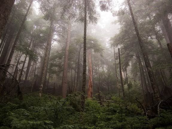 rainforest.jpg