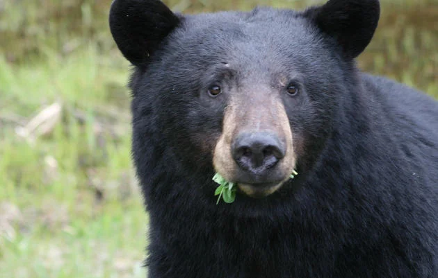 Black Bear.jpg