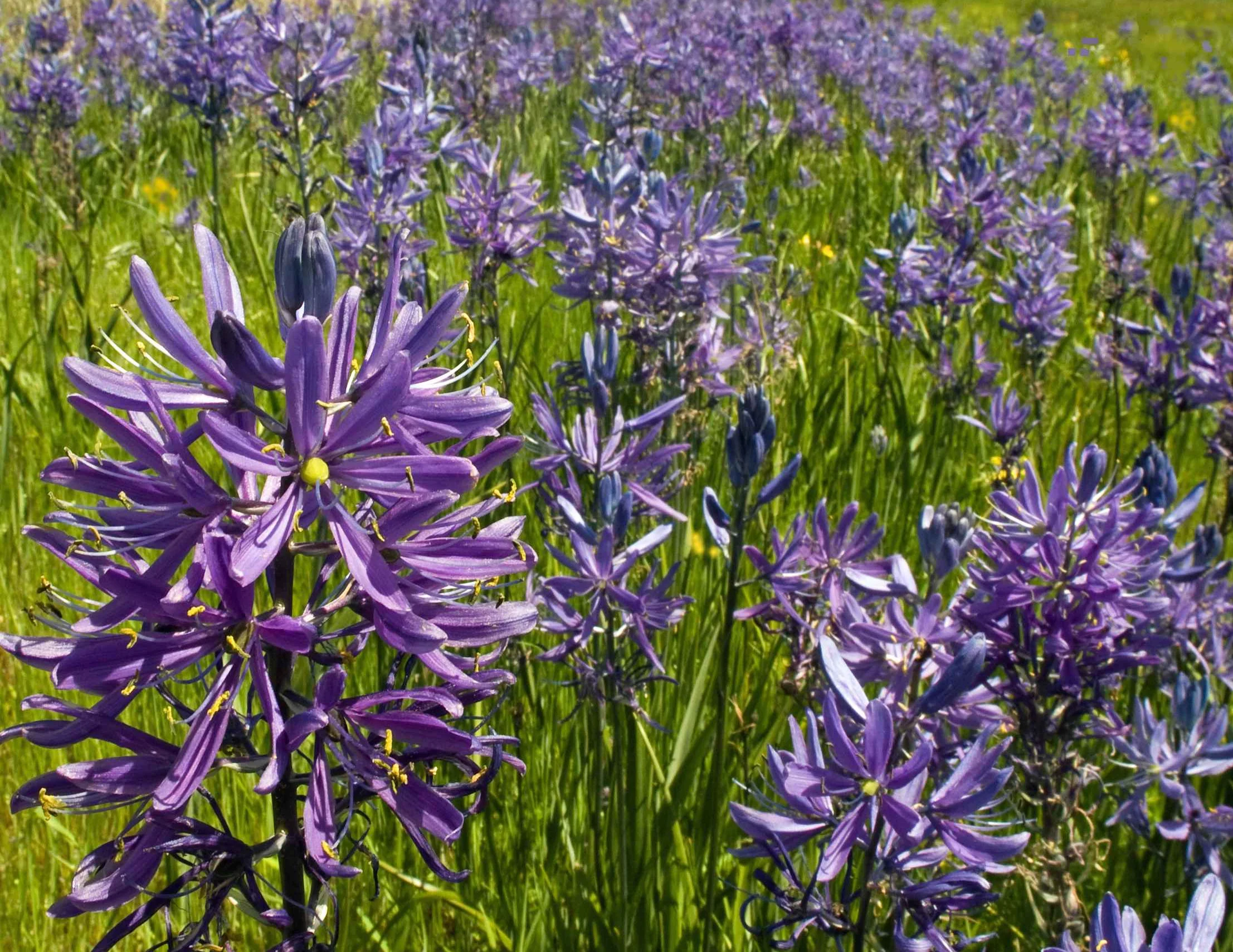 camas.jpg