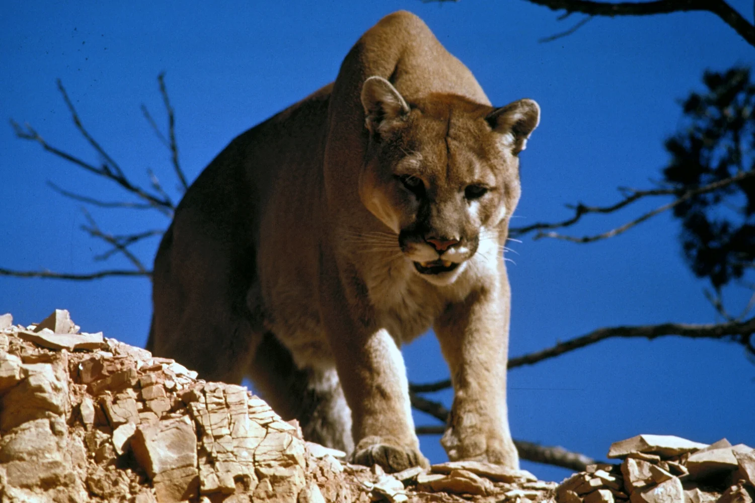 cougar.jpg
