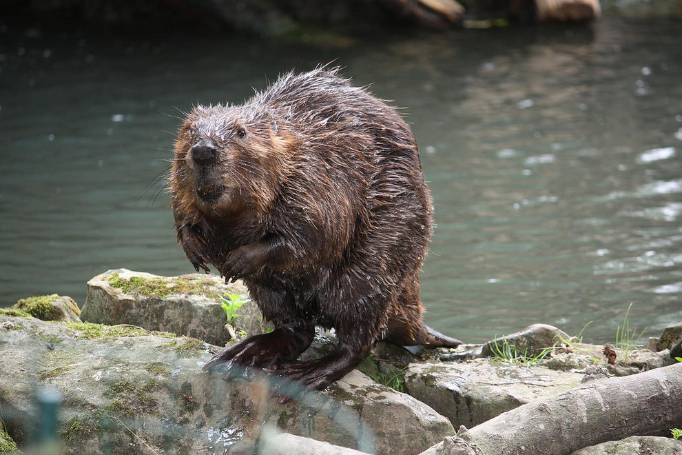 Busy Beavers Learn all about these fascinating animals’ adaptations and try your skills at building a beaver dam in this interactive program!