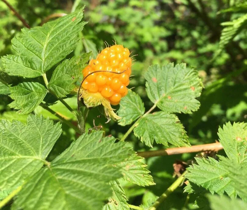Salmonberry Plant