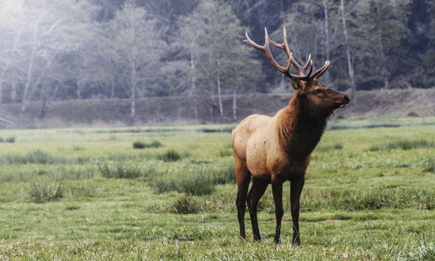 A Pointed Article About Antlers and Horns — Friends of Silver Falls