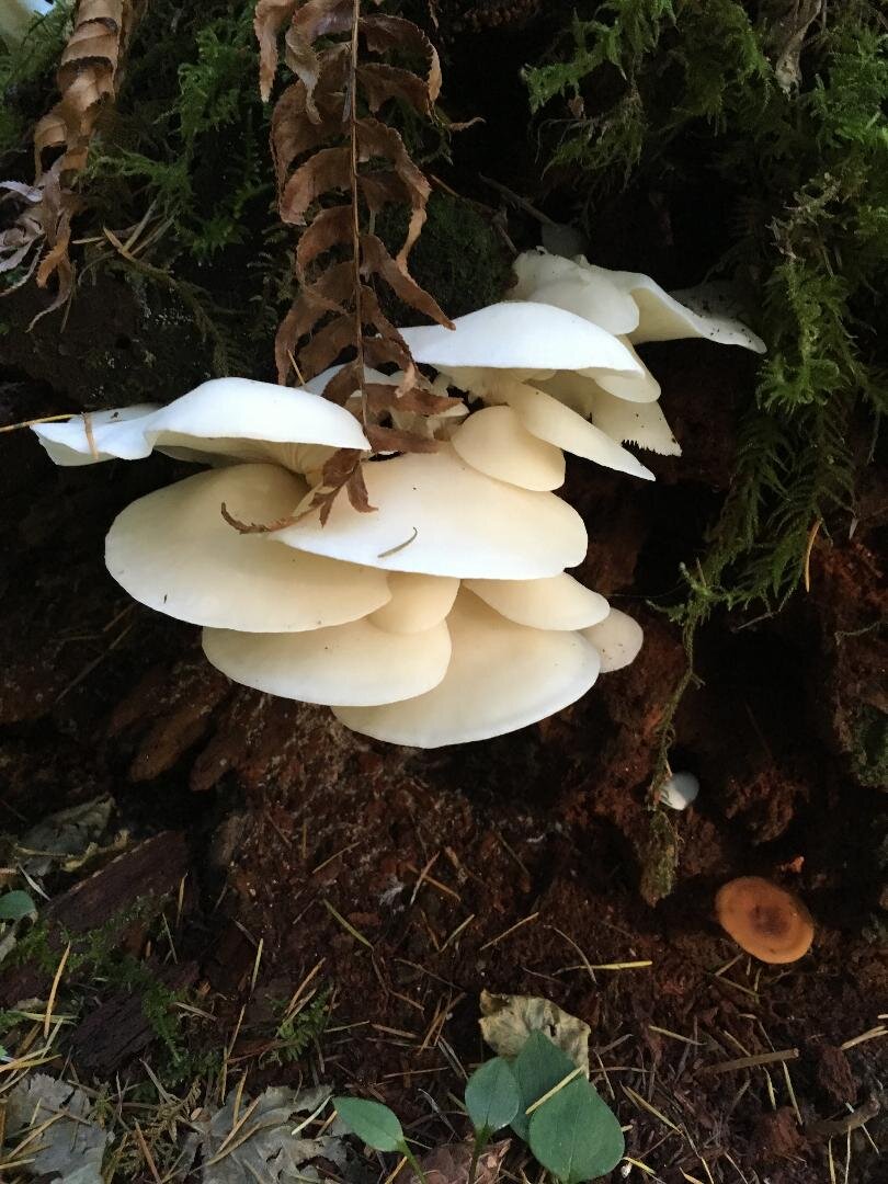 mushrooms that grow on trees in minnesota