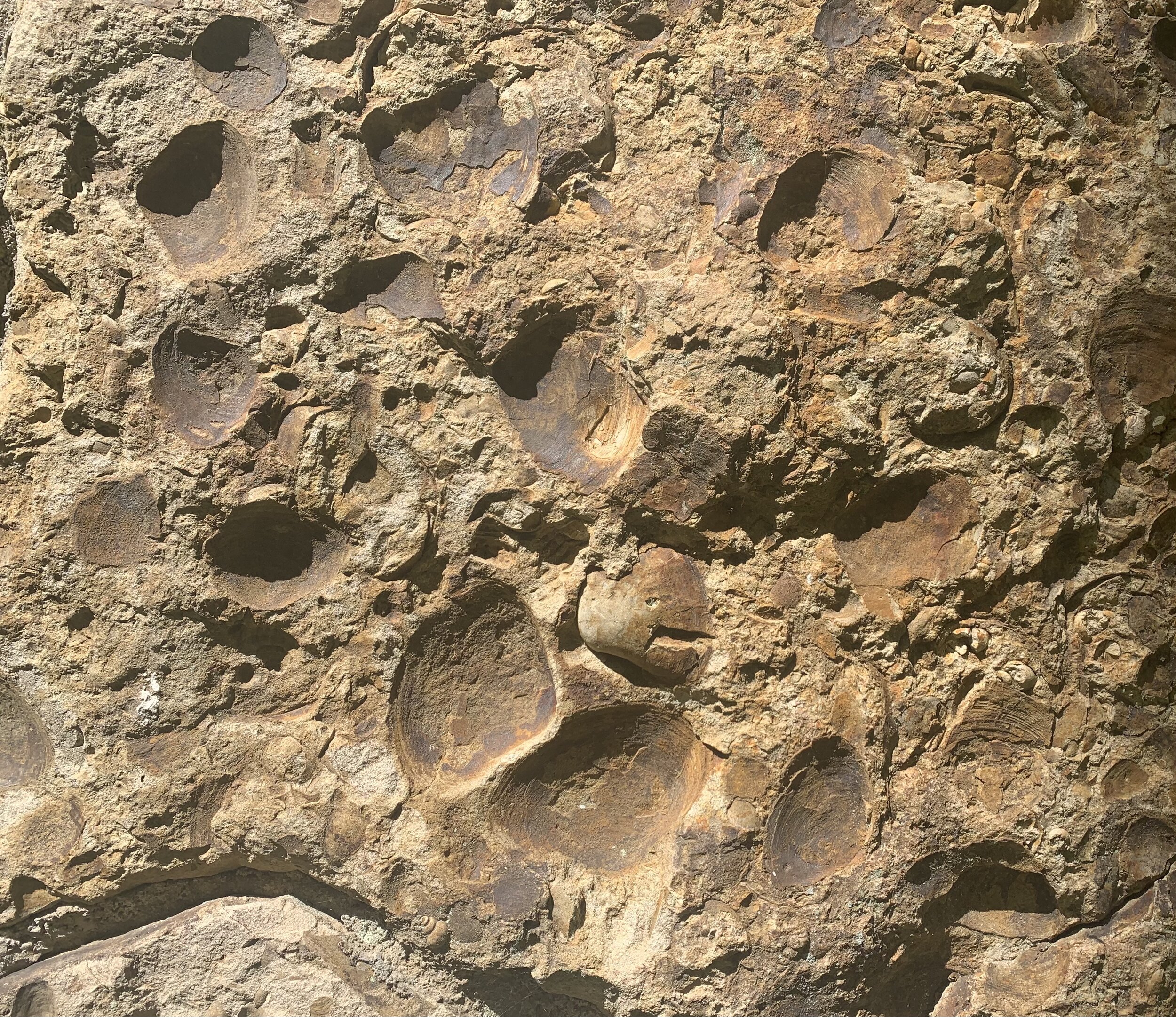  Shell fossils in the stone walls date back 26 million years. 